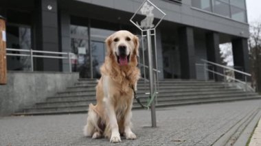 Golden retriever dog with leash sitting at street and waiting owner with calm. Purebred pet doggy yawning in city and looking at camera at urban landscape
