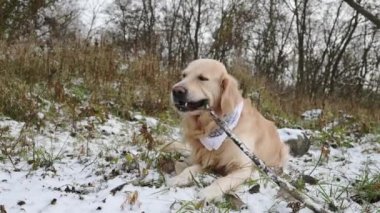 Golden retriever dog biting stick and lies on snow ground in winter forest. Purebred doggy pet labrador in cold season outdoor