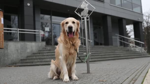 Golden Retriever Dog Leash Sitting Street Waiting Owner Calm Purebred — Stockvideo
