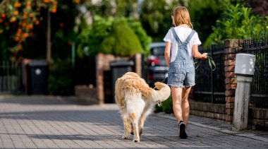 Golden Retriever köpeği olan genç bir kız sokakta yürüyor. Açık havada parkta safkan köpek labrador 'u olan güzel çocuk. Arka plan