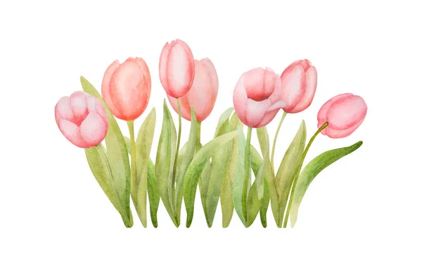 Beautiful Pink Tulip Flowers Watercolor Paiting Spring Blossom Garden Plant — Stock Photo, Image