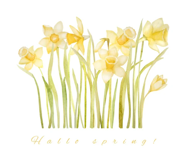Schöne Blumen Narzisse Mit Text Hallo Frühling Aquarellmalerei Gelbe Osterblüten — Stockfoto