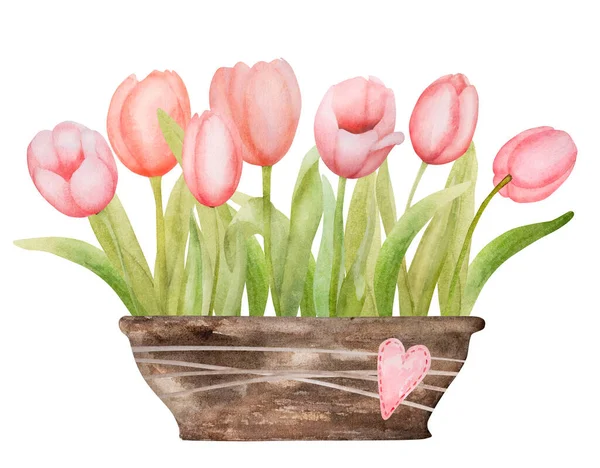 Lindas Flores Tulipa Rosa Crescendo Pote Aquarela Paiting Primavera Flor — Fotografia de Stock