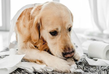 Golden Retriever köpeği banyoda tuvalet kağıdıyla oynuyor ve yerde yatıyor. Safkan köpek evcil hayvanı tuvalet kağıdıyla oynuyor.