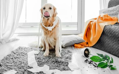 Golden retriever köpeği oturma odasında tuvalet kağıdıyla oynuyor ve kameraya bakıyor. Safkan köpek evcil hayvanı kağıt mendille ve ev bitkisiyle ortalığı karıştırıyor.