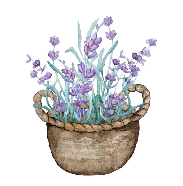 Beautiful Lavender Provence Bouquet Basket Watercolor Illustration Postcard Design Purple — Stock Photo, Image
