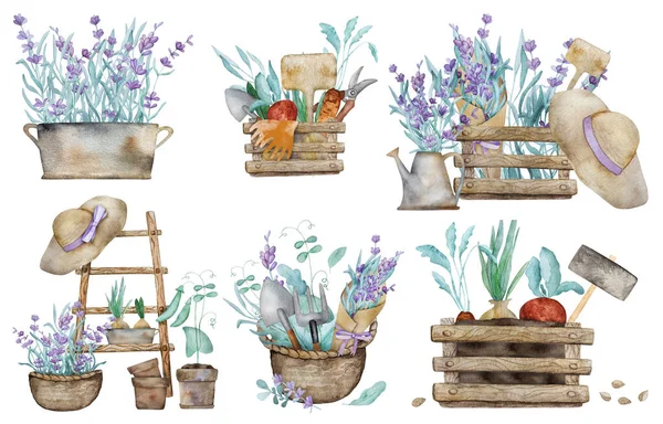 Prachtige Lavendel Provence Boeket Mand Houten Ladder Groene Taarten Spruiten — Stockfoto