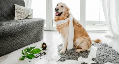 Golden retriever köpeği oturma odasında tuvalet kağıdıyla oynuyor ve kameraya bakıyor. Safkan köpek evcil hayvanı kağıt mendille ve ev bitkisiyle ortalığı karıştırıyor.