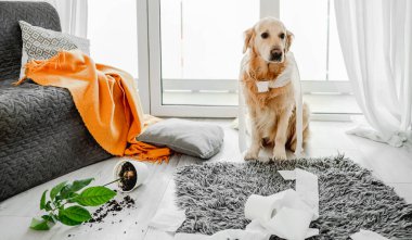 Golden retriever köpeği oturma odasında tuvalet kağıdıyla oynuyor ve kameraya bakıyor. Safkan köpek evcil hayvanı kağıt mendille ve ev bitkisiyle ortalığı karıştırıyor.