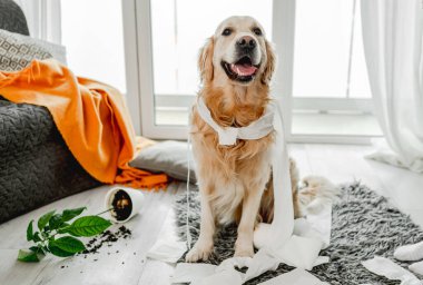 Golden retriever köpeği oturma odasında tuvalet kağıdıyla oynuyor ve kameraya bakıyor. Safkan köpek evcil hayvanı kağıt mendille ve ev bitkisiyle ortalığı karıştırıyor.