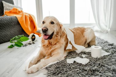 Golden Retriever köpeği oturma odasında tuvalet kağıdıyla oynuyor ve bitki kırıyor. Safkan köpek evcil hayvanı kağıt mendil ve çiçekle ortalığı kirletiyor.