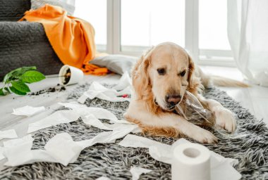 Golden Retriever köpeği oturma odasında tuvalet kağıdıyla oynuyor ve bitki kırıyor. Safkan köpek evcil hayvanı kağıt mendil ve çiçekle ortalığı kirletiyor.