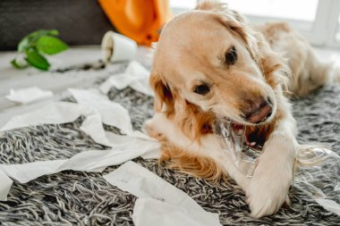 Golden retriever köpeği oturma odasında tuvalet kağıdına sarılmış oynuyor. Safkan köpek evcil hayvanı kağıt mendille ortalığı karıştırıyor.