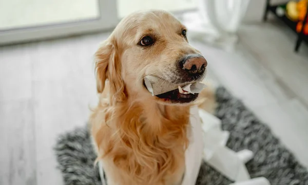 Золотая Собака Ретривер Играет Туалетной Бумагой Ванной Полу Смотрит Камеру — стоковое фото