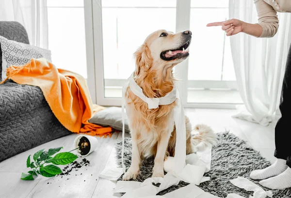 Golden Retriever Hund Leker Med Toalettpapper Vardagsrummet Och Tittar Kameran — Stockfoto