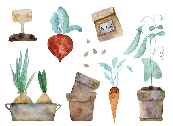 タマネギ ニンジン 種子とビートルート水彩収穫イラストと緑のパイ 自然野菜の水彩画 — ストック写真