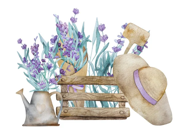 美丽的薰衣草在木箱中的花束 花园的帽子和浇水可以水彩画 紫花水彩画 — 图库照片