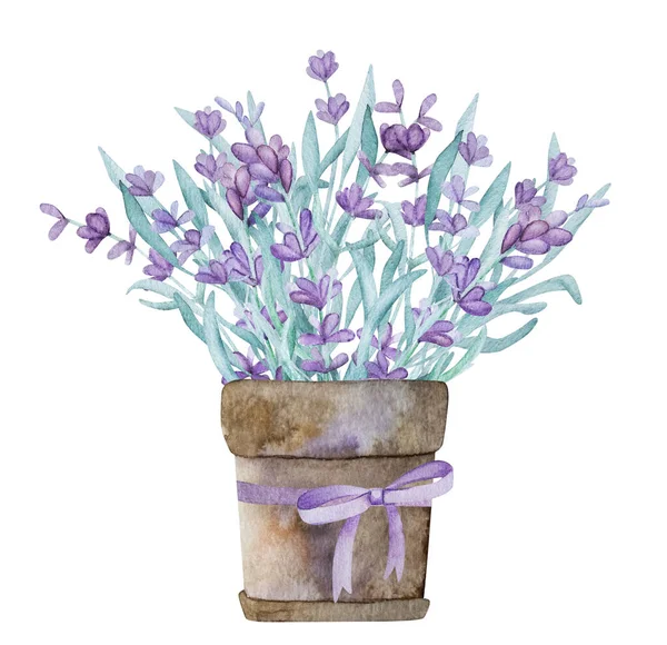 Beautiful Lavender Provence Bouquet Garden Por Watercolor Illustration Purple Blossom — Zdjęcie stockowe