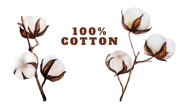 Delicate Cotton Bud Flowers Watercolor Drawing Text Organic Design Botanical — Stock fotografie