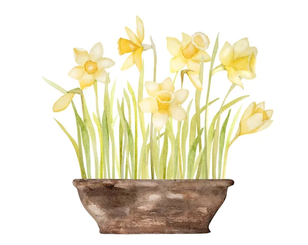 Spring Flowers Narcissus Bouquet Pot Watercolor Painting Yellow Easter Blossom — Stock Photo, Image