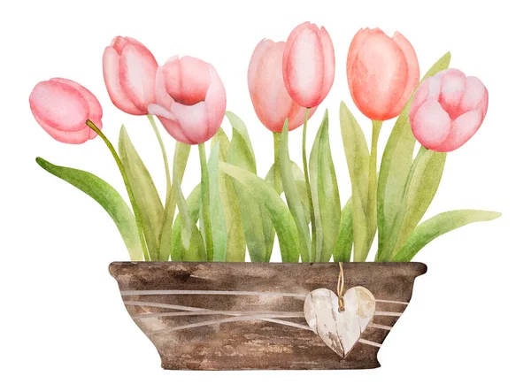 Lindas Flores Tulipa Rosa Crescendo Pote Aquarela Paiting Primavera Flor — Fotografia de Stock