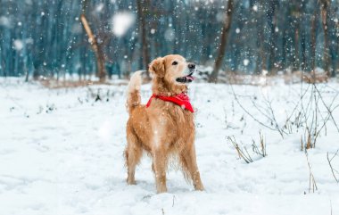 winter park karda adlı Golden retriever yürüyüş