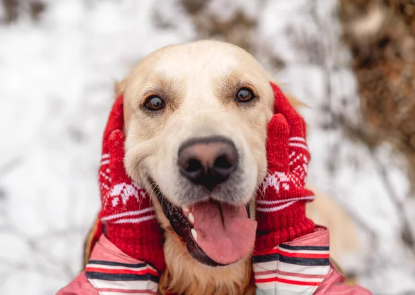 Golden Retriever Hond Met Tong Uit Genieten Meisje Handen Winter — Stockfoto