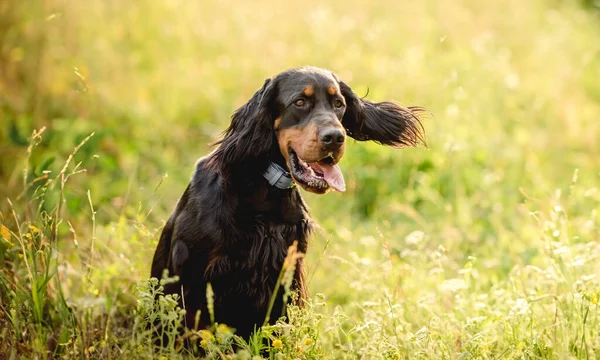 绿草背景上漂亮的苏格兰色狗 — 图库照片