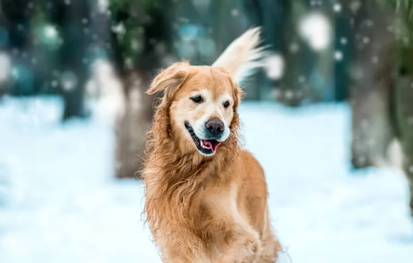 Joven Golden Retriever Caminar Nieve Parque Invierno Primer Plano —  Fotos de Stock