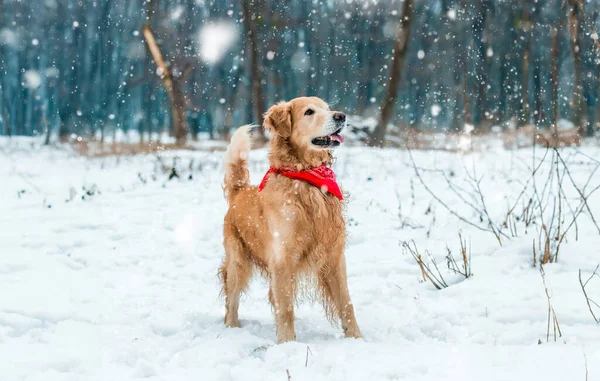 Golden Retriever Caminar Nieve Parque Invierno —  Fotos de Stock