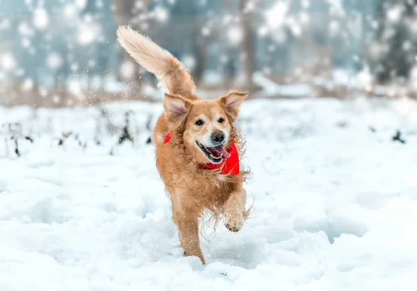 Przyjazny Pies Aktywny Spacer Śniegu — Zdjęcie stockowe