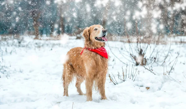 猎犬走在雪地里冬季公园 — 图库照片