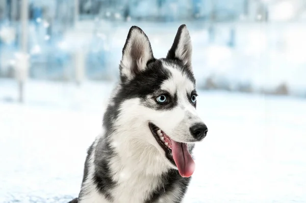 Close Πορτρέτο Σιβηρία Σκύλος Χάσκεϋ Φόντο Ένα Χιονισμένο Τοπίο — Φωτογραφία Αρχείου