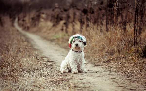 Sonbaharda Tarlada Yürüyen Şapkalı Bir Köpek — Stok fotoğraf