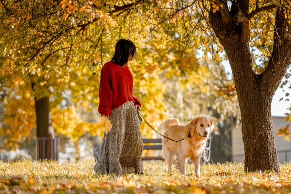 黄色の葉を持つ秋の公園で黄金の取得犬を持つ美しい女の子 美しいです若いです女性とともに秋の季節に純血犬ラブラドールとともに自然 — ストック写真