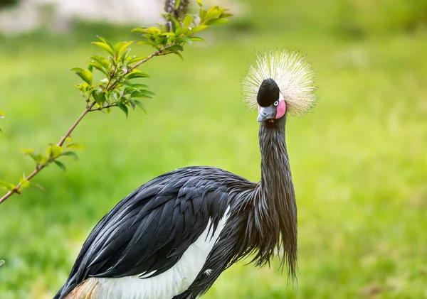 Grey Crowned Crane Green Grass — Stock Photo, Image
