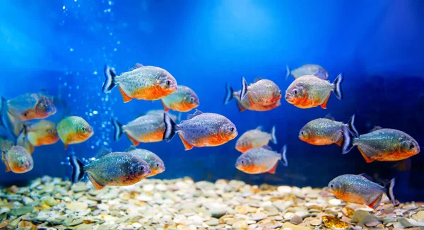 Prachtige Zoutwaterwereld Aquarium — Stockfoto