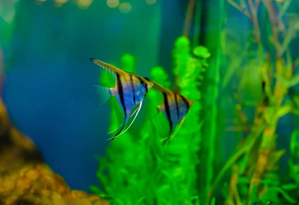 Renkli Balık Akvaryum Tuzlu Dünya — Stok fotoğraf