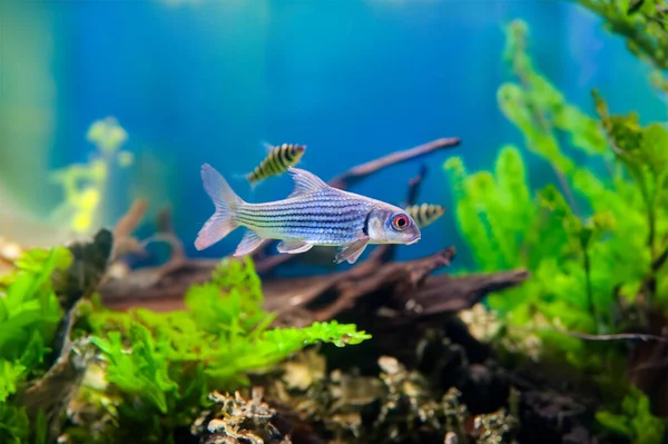 Kleurrijke Vissen Aquarium Zoutwater Wereld — Stockfoto