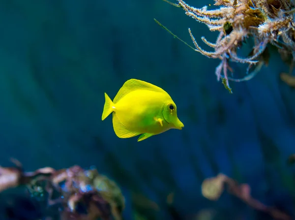 Colorful Fish Aquarium Saltwater World — Stock Photo, Image