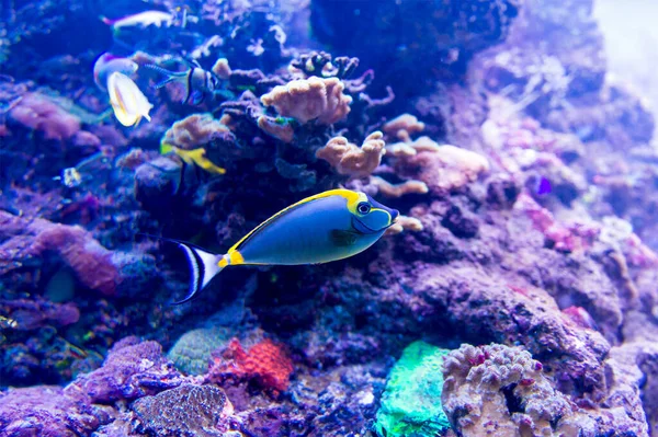 水族館塩水世界にカラフルな魚 — ストック写真