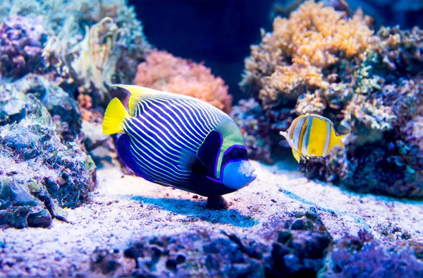 水族館塩水世界にカラフルな魚 — ストック写真