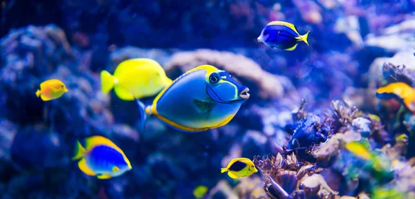 Kleurrijke Vissen Aquarium Zoutwater Wereld — Stockfoto