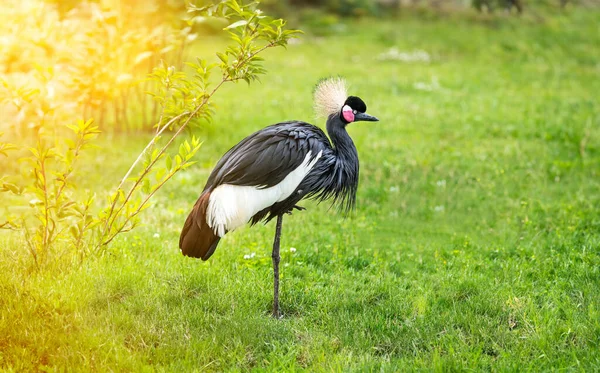 Grey Crowned Crane Green Grass Stock Picture
