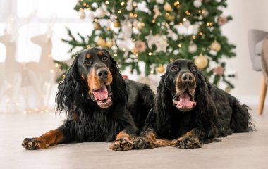 Noel zamanı evde çekilmiş iki Gordon Setter köpeği. XMas sunan safkan evcil köpekleri ve arka planda yeni yıl ışıkları.