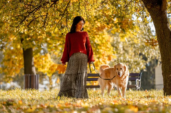 黄色の葉を持つ秋の公園で黄金の取得犬を持つ美しい女の子 美しいです若いです女性とともに秋の季節に純血犬ラブラドールとともに自然 — ストック写真
