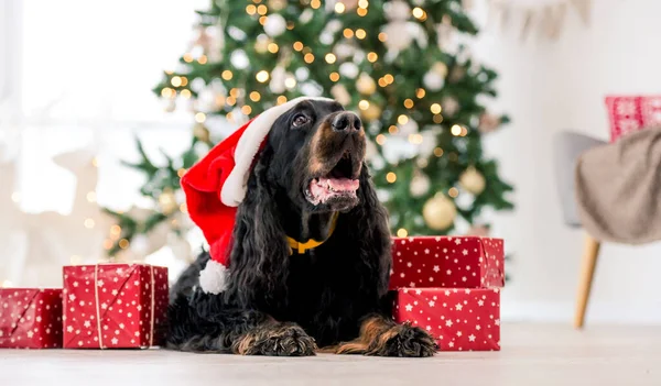Gordon Setter Dog Wearing Santa Hat Christmas Time Gifts Home — Fotografia de Stock