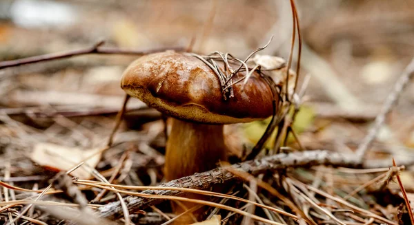 Boletus Edulis Mushrooms Wood Poland — Stock Photo, Image