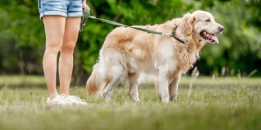 Golden Retriever köpeği olan bir kız doğada yürüyor. Genç kadın bacakları ve safkan evcil köpekleri parka yakın çekim yapıyorlar.