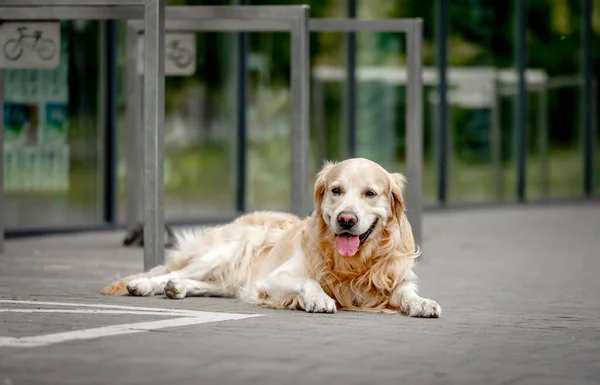 Golden Retriever Hund Ligger Stadens Gata Bedårande Renrasiga Sällskapsdjur Hund — Stockfoto
